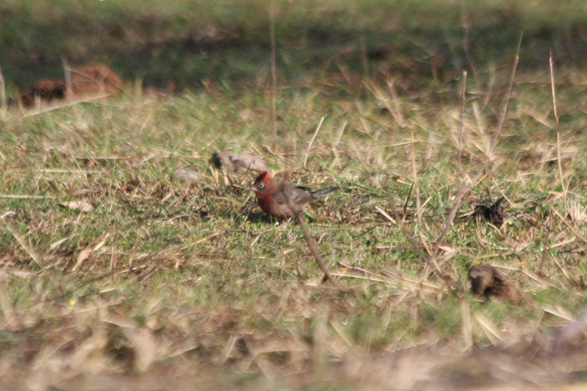 Red-crested Finch - ML643901103