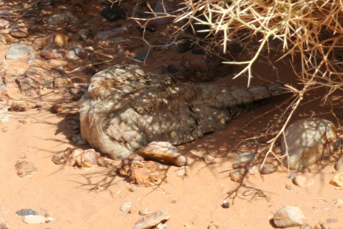 Egyptian Nightjar - ML643901114