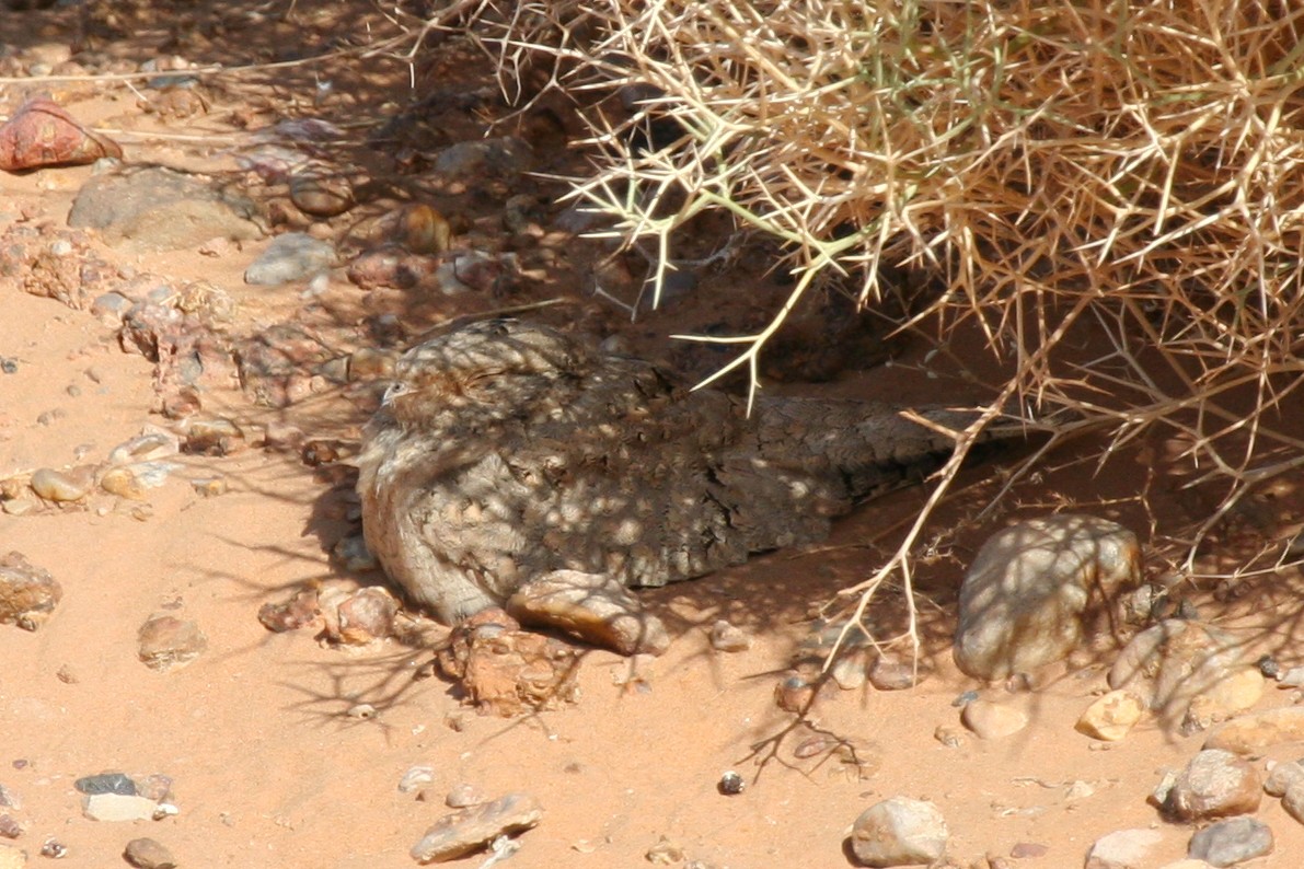 Egyptian Nightjar - ML643901115