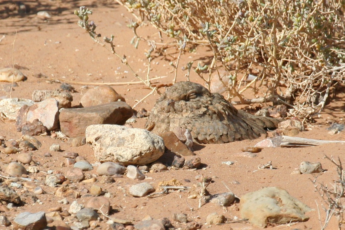 Egyptian Nightjar - ML643901116