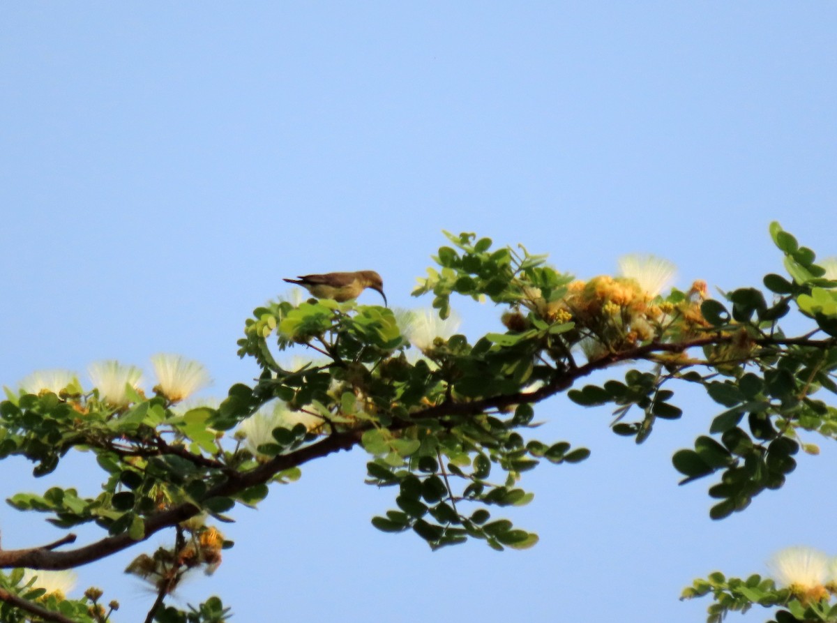 Amethyst Sunbird - ML643901118