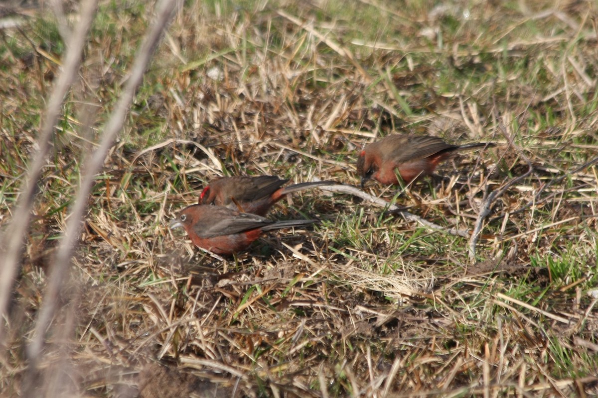 Red-crested Finch - ML643901119