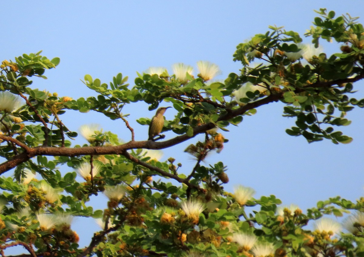 Amethyst Sunbird - ML643901121