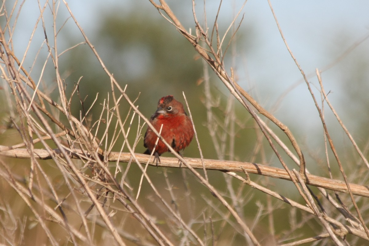 Red-crested Finch - ML643901123