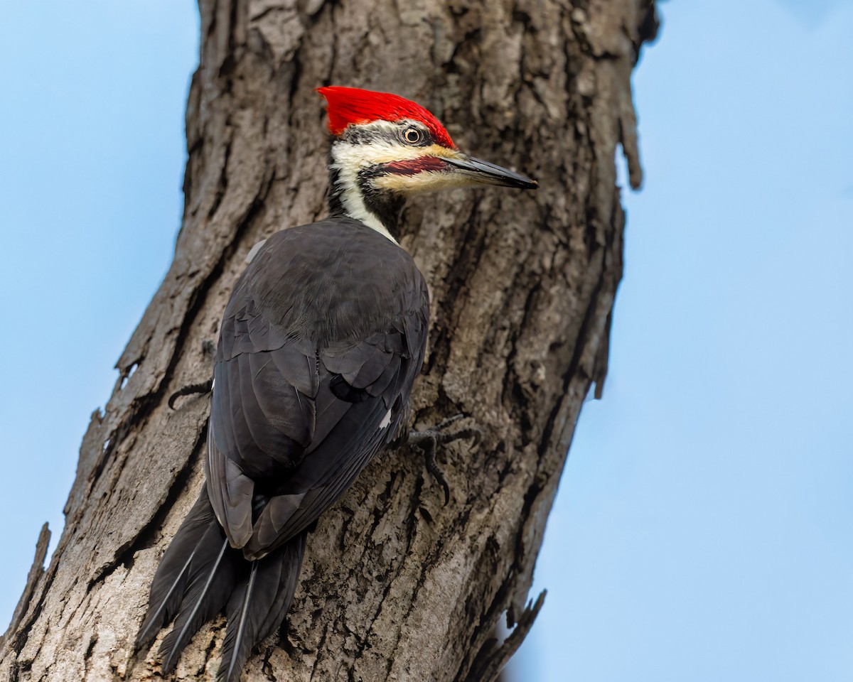 Pileated Woodpecker - ML643901129