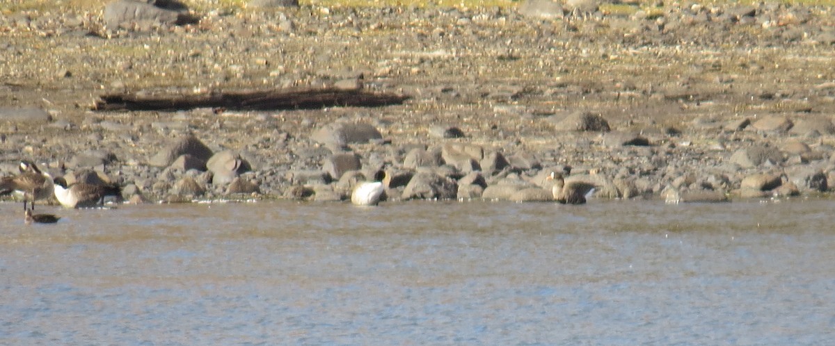 白額雁 - ML643901130