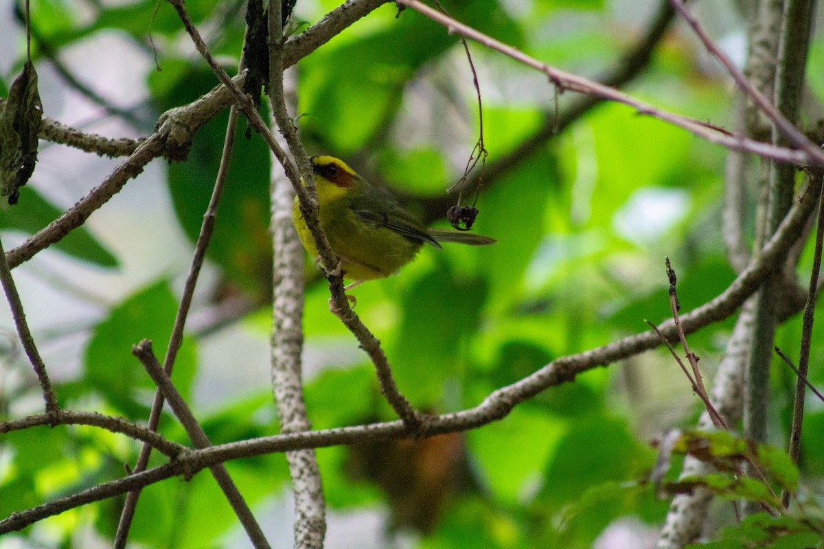 Golden-browed Warbler - ML643901146