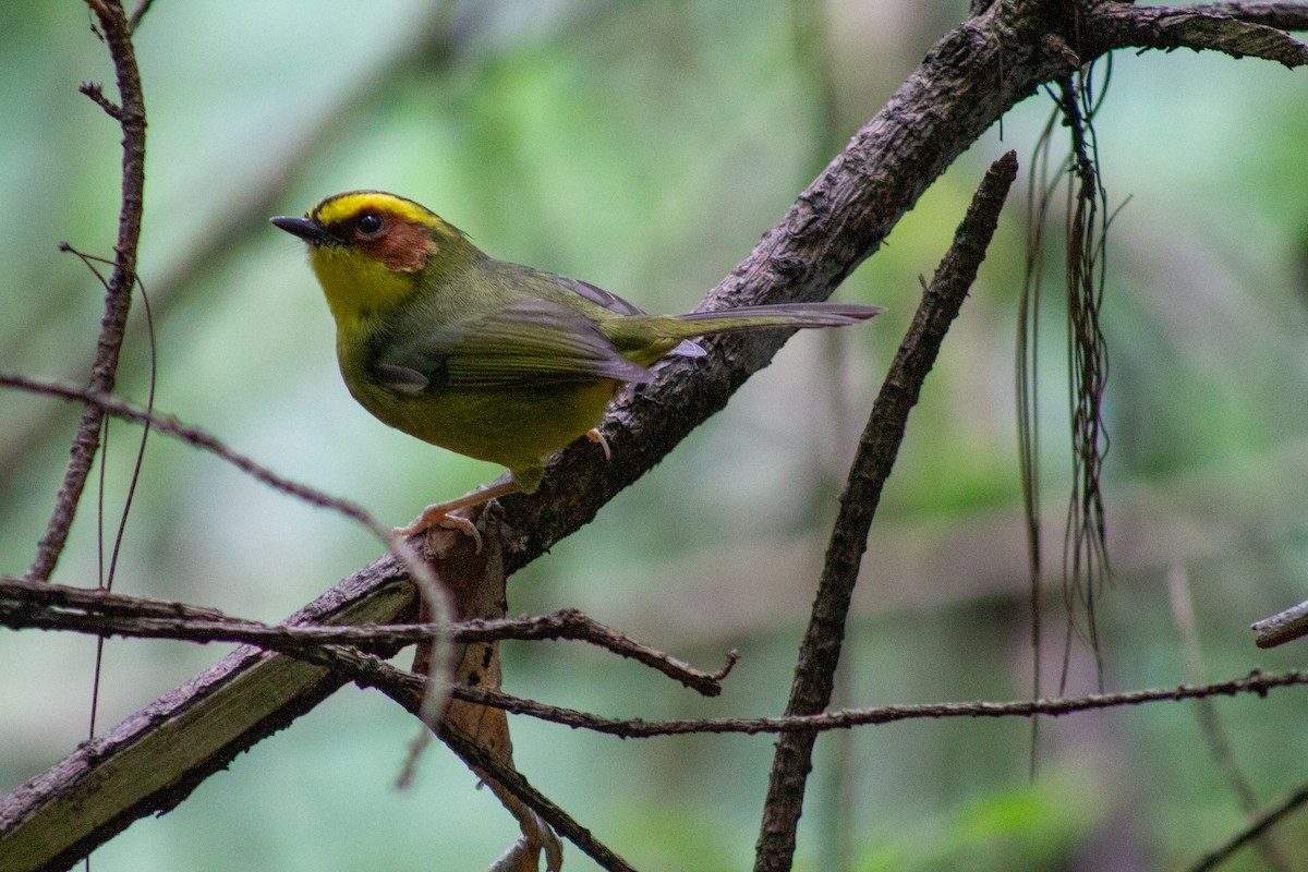Golden-browed Warbler - ML643901147