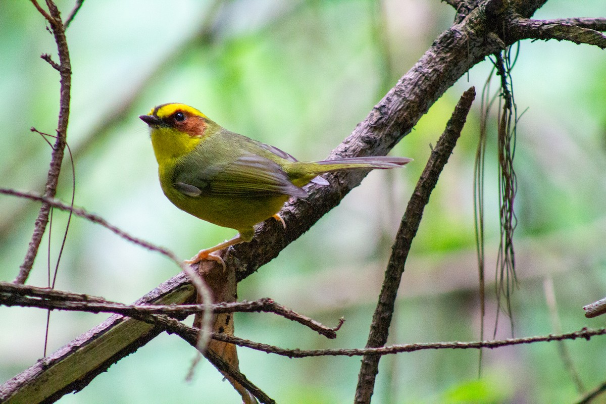Golden-browed Warbler - ML643901148