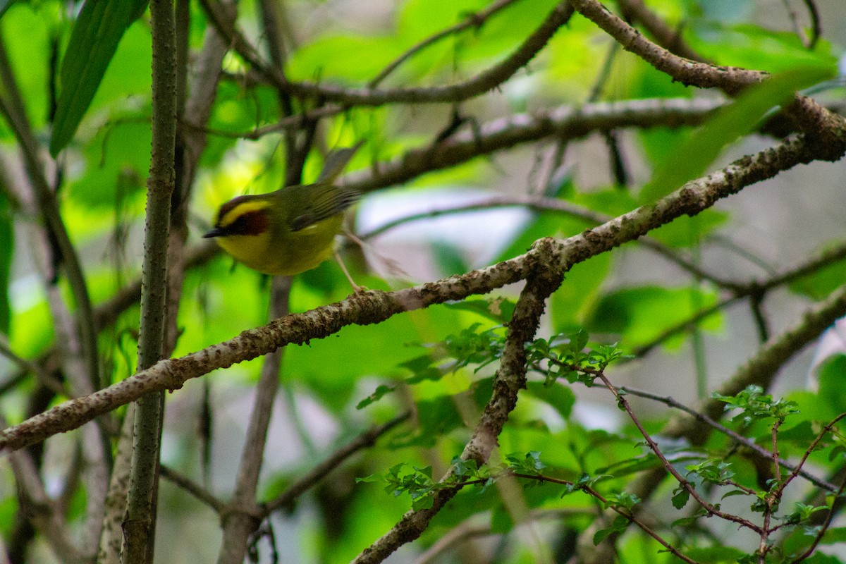 Golden-browed Warbler - ML643901149