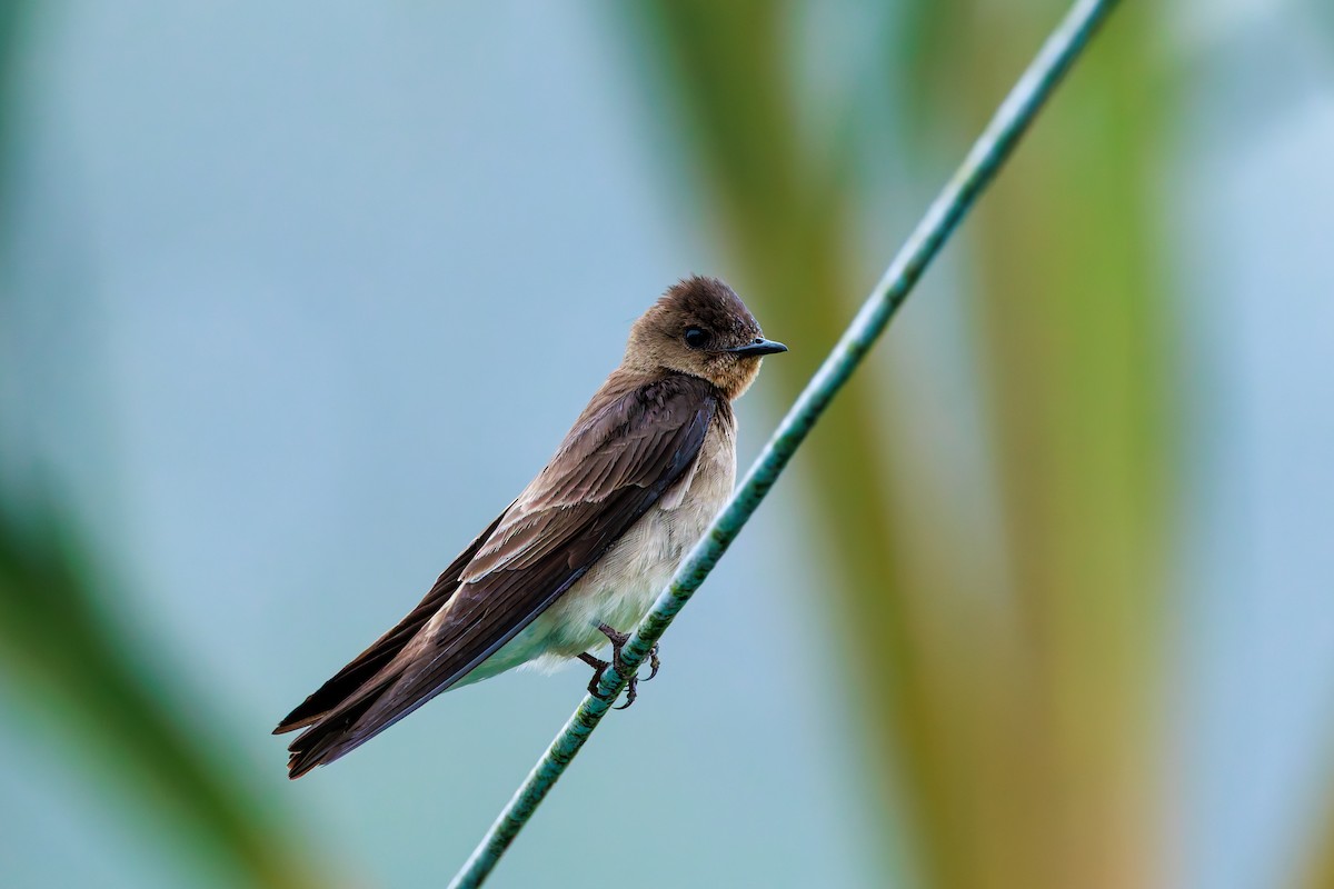 Zimtkehlschwalbe - ML643901150