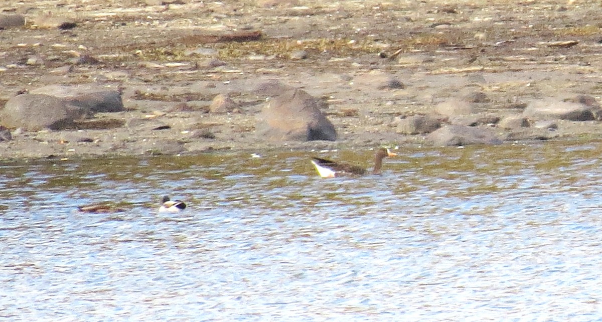 白額雁 - ML643901151