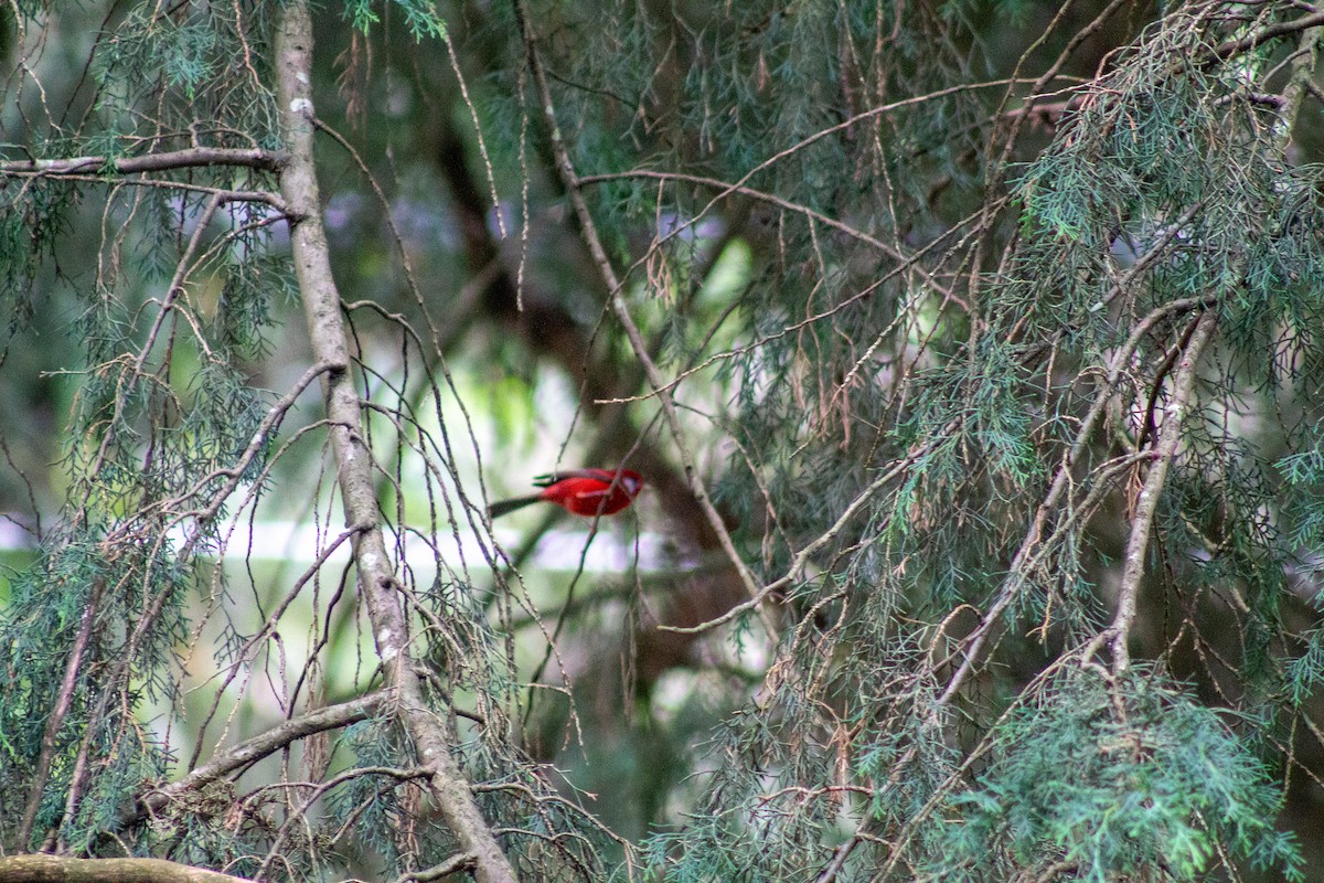 Red Warbler - ML643901157