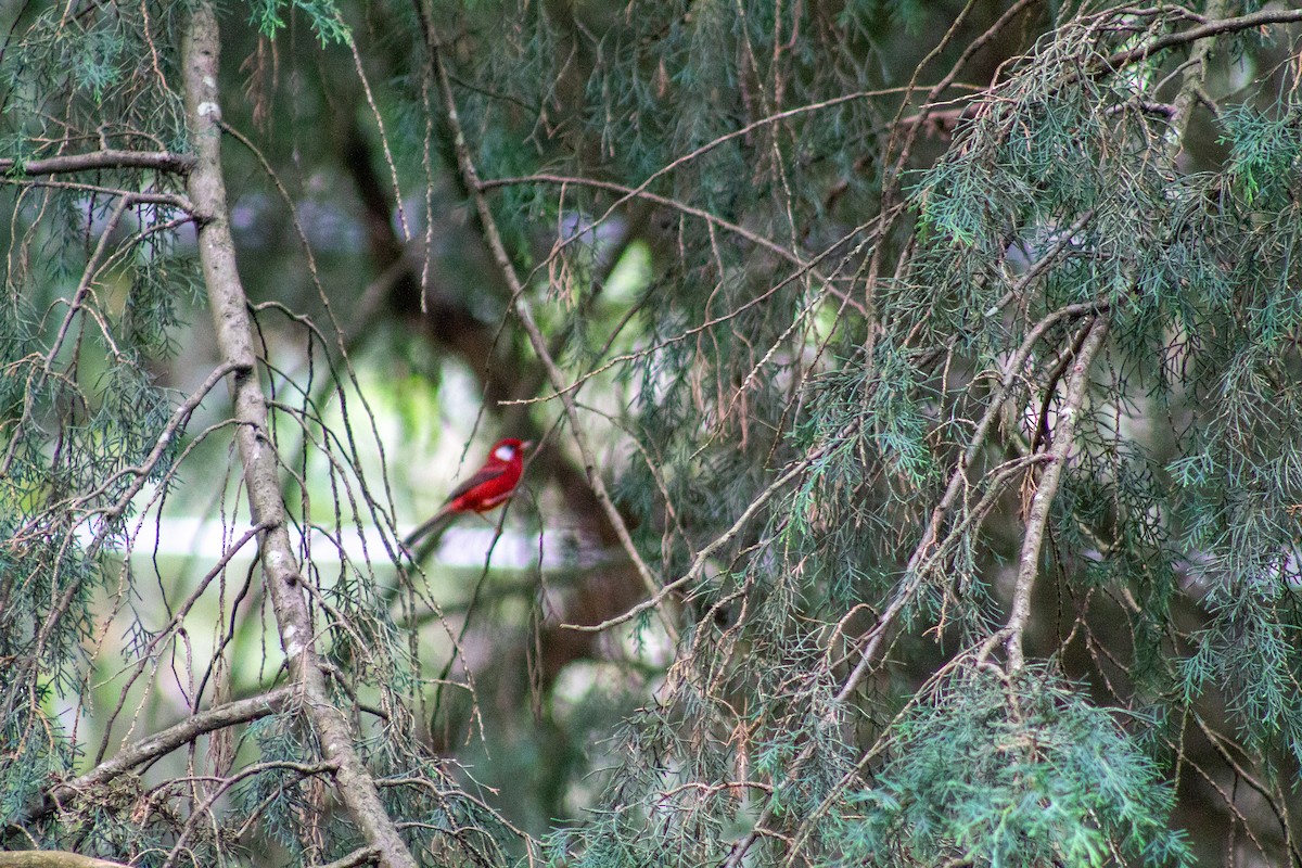 Red Warbler - ML643901158