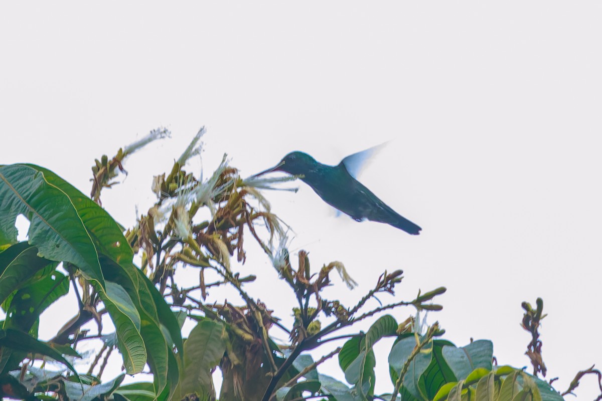 Glittering-throated Emerald - ML643901177