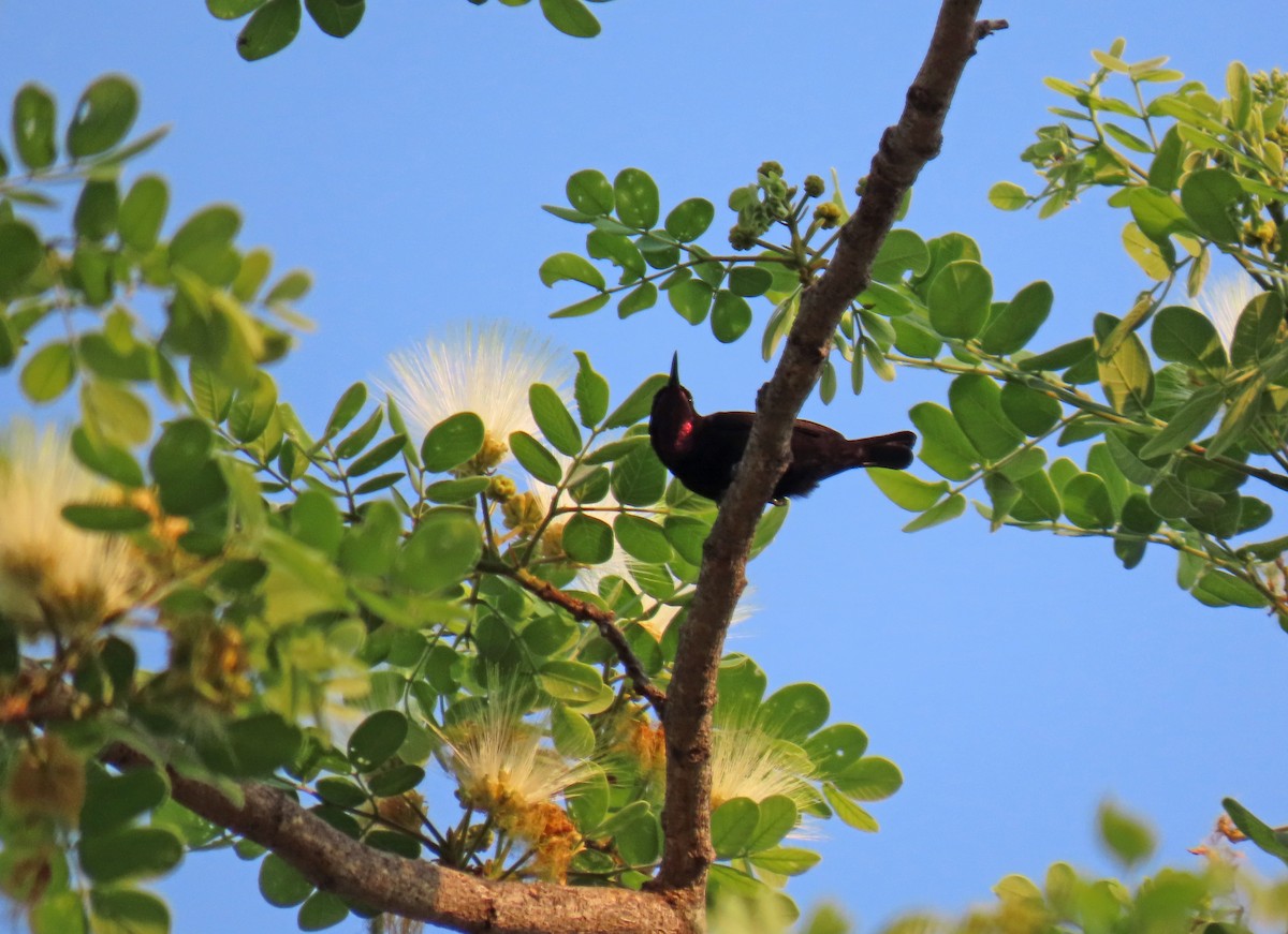 Amethyst Sunbird - ML643901210