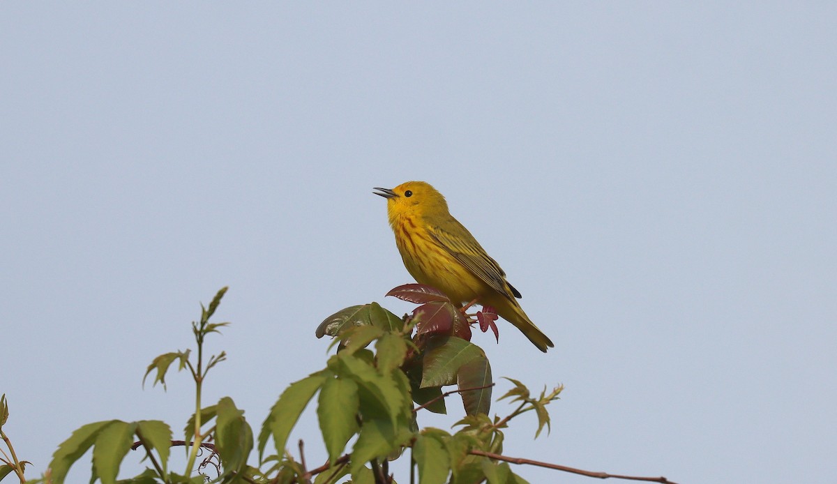 Yellow Warbler (Northern) - ML643901220