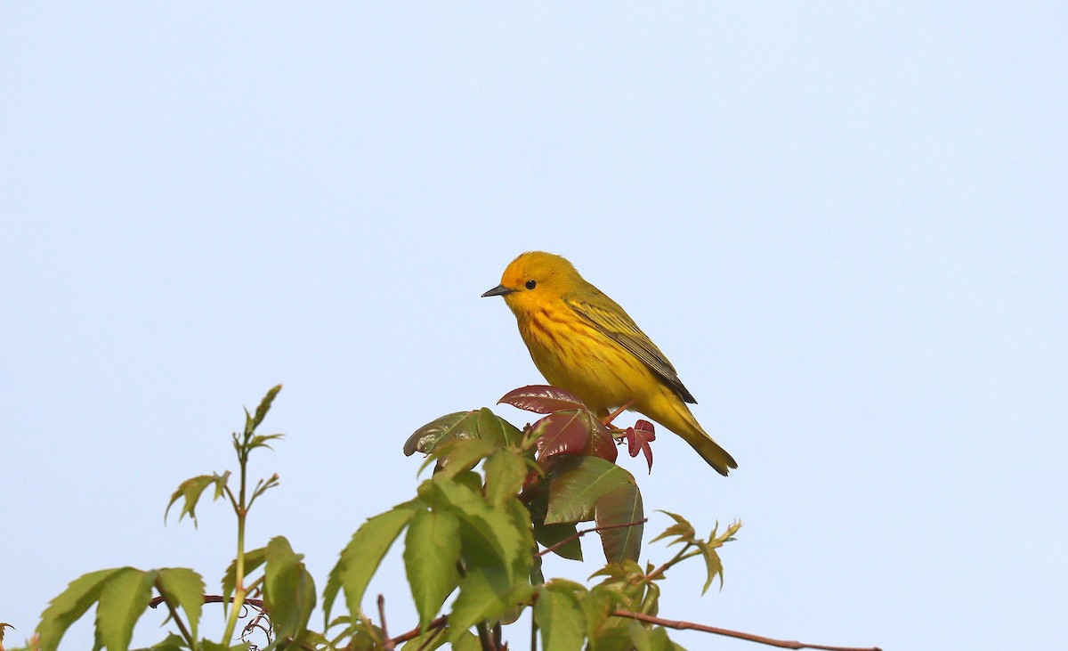 Yellow Warbler (Northern) - ML643901224