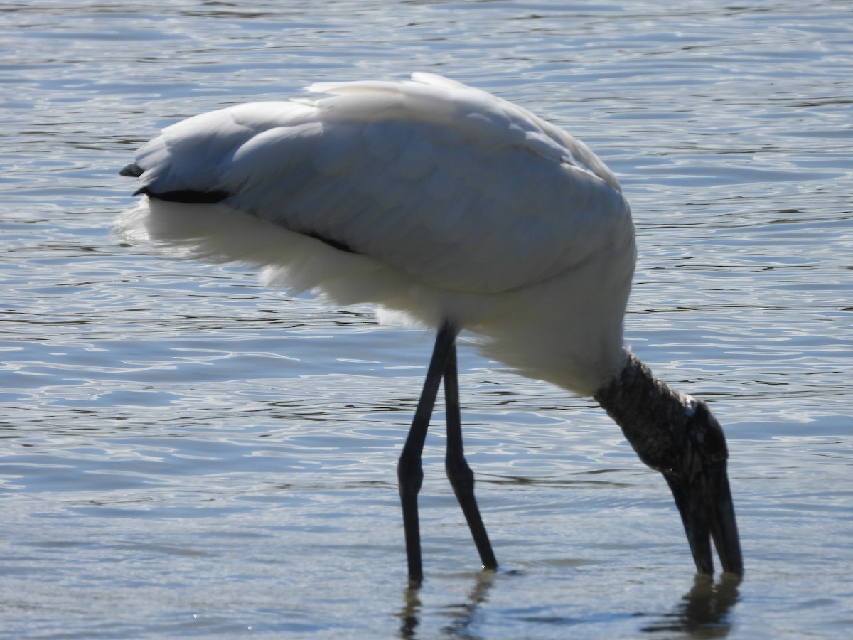 amerikastork - ML643901251