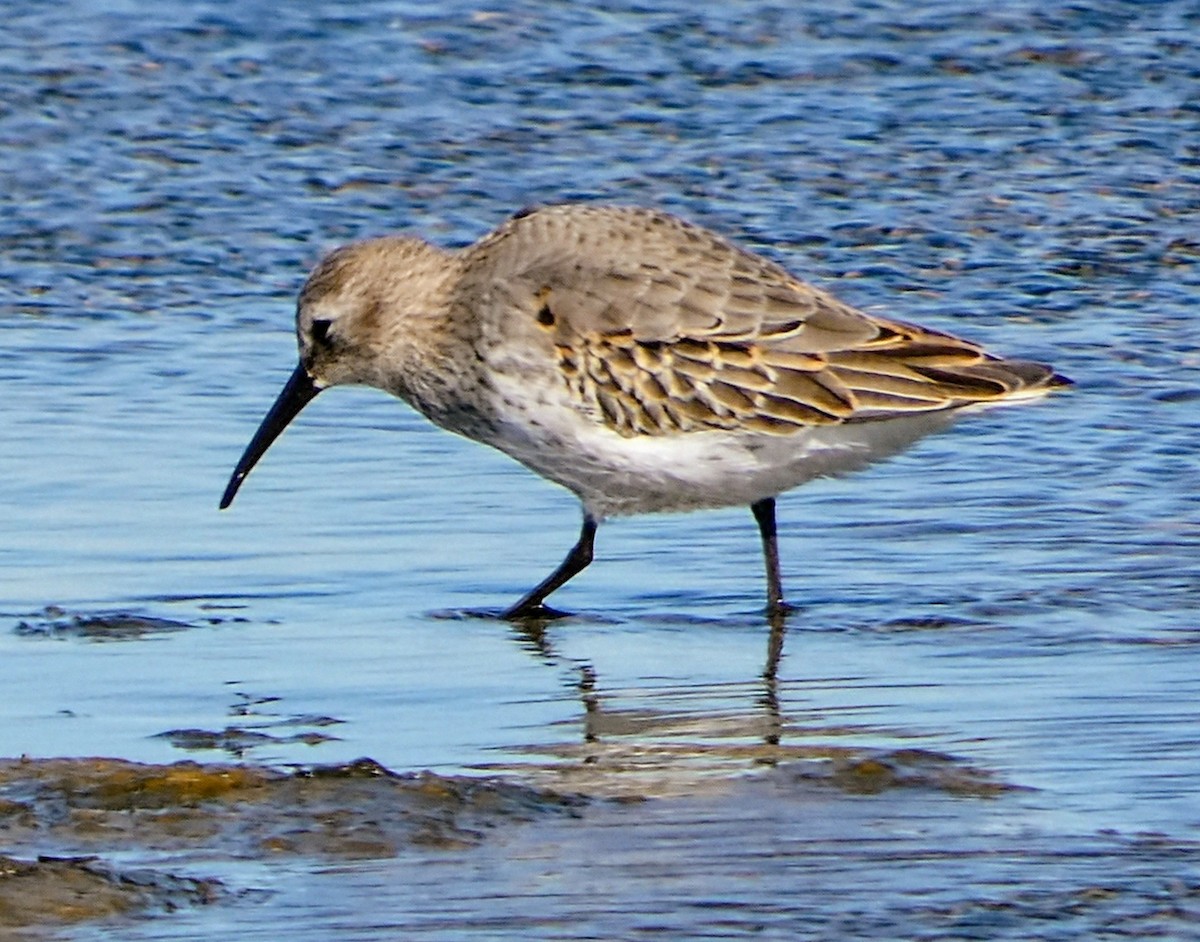 Dunlin - ML643901253