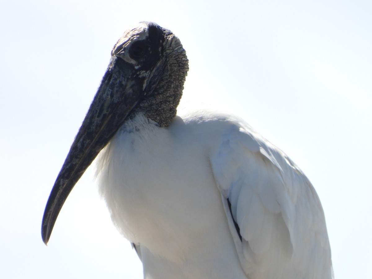 amerikastork - ML643901256