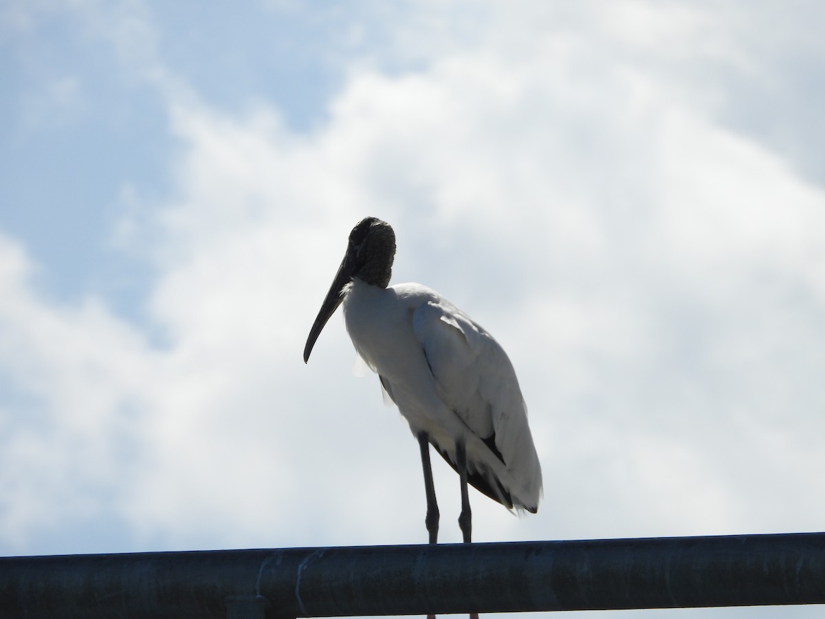 amerikastork - ML643901260