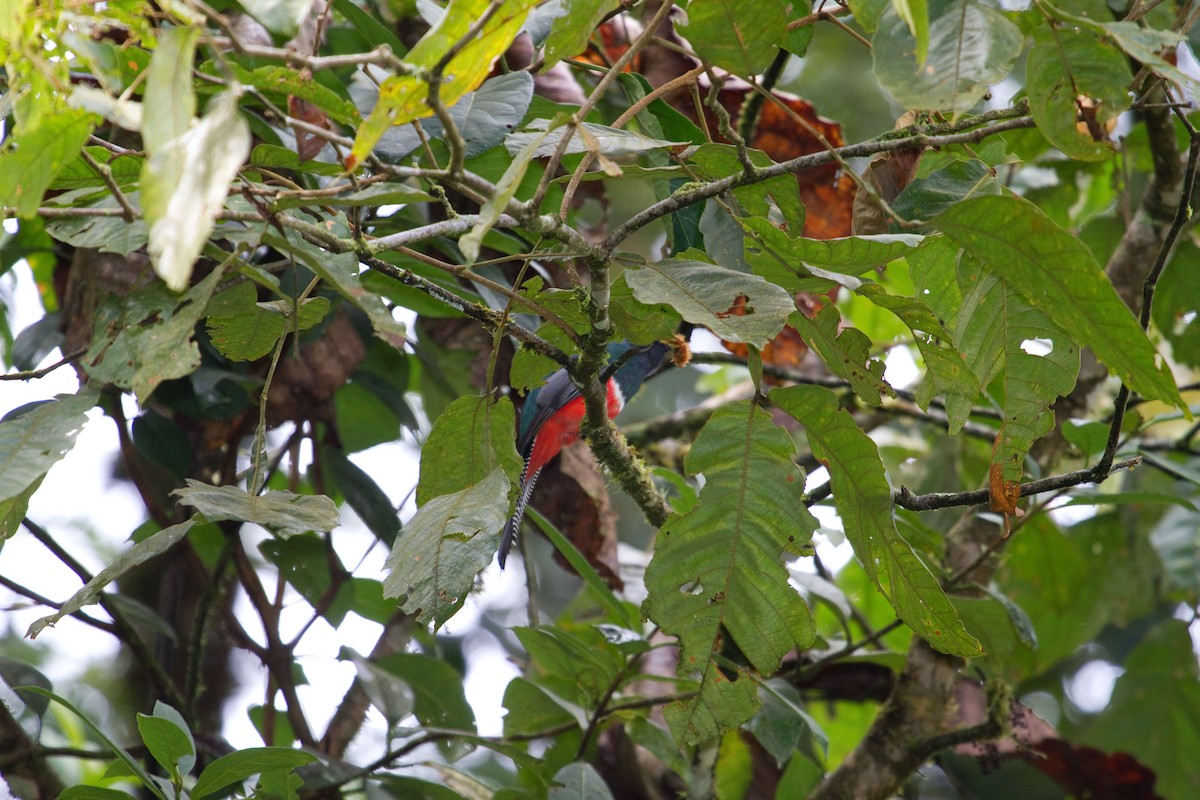 Collared Trogon - ML643901265