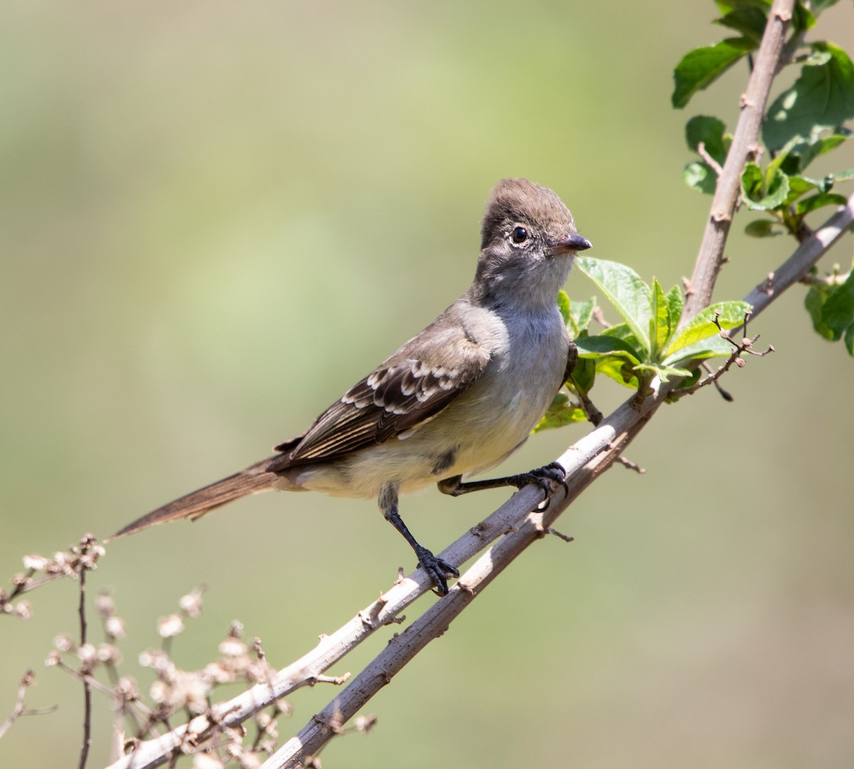 Large Elaenia - ML643901270