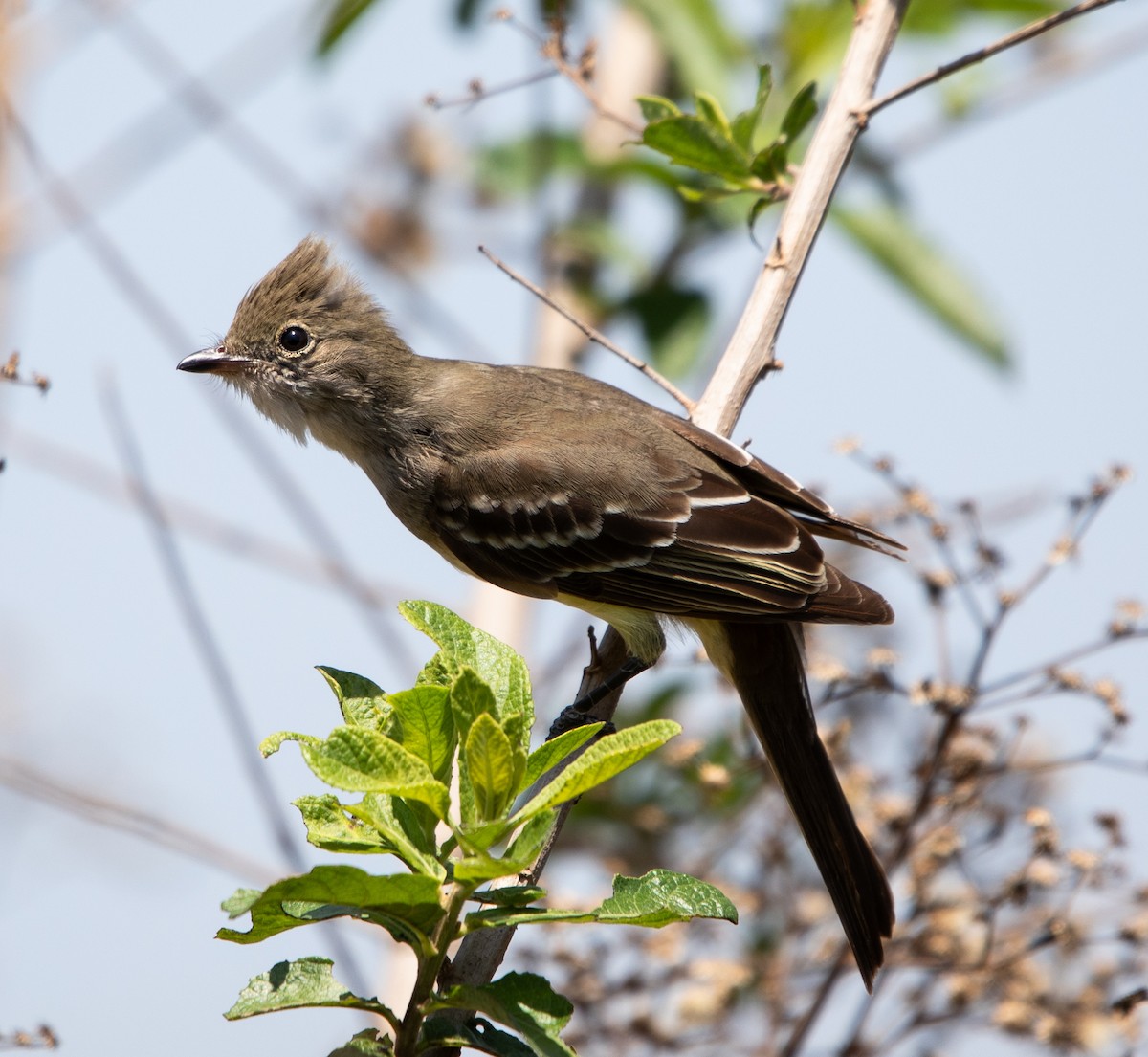 Large Elaenia - ML643901271