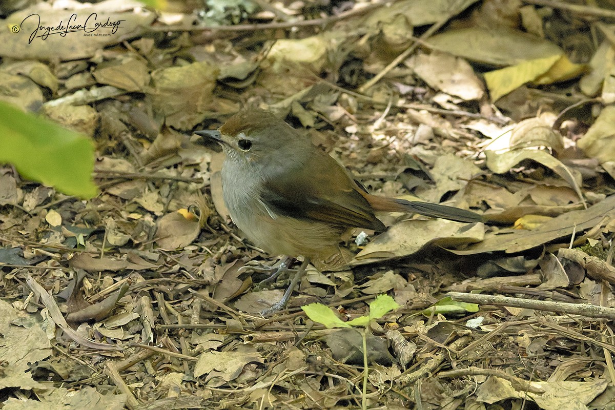 Madagascar Magpie-Robin - ML643901289