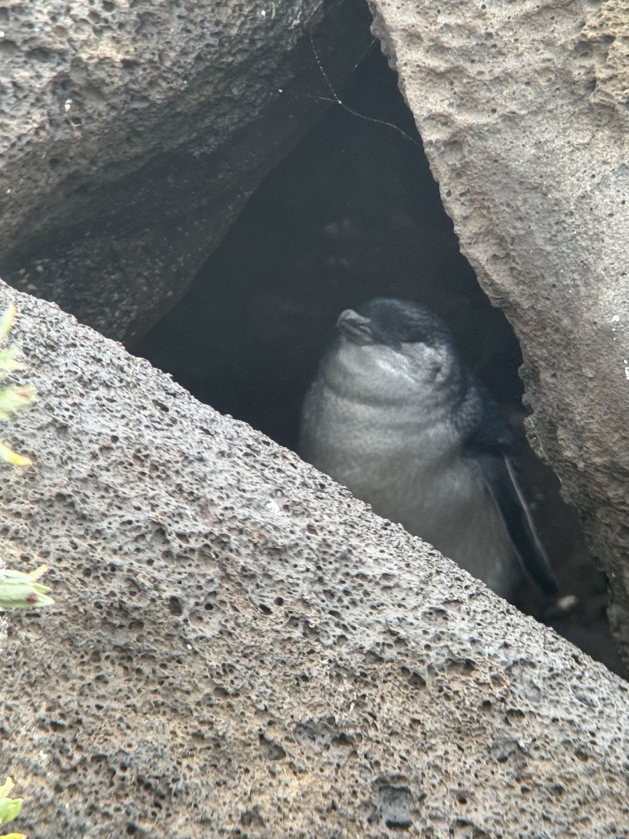 Little Penguin - ML643901293