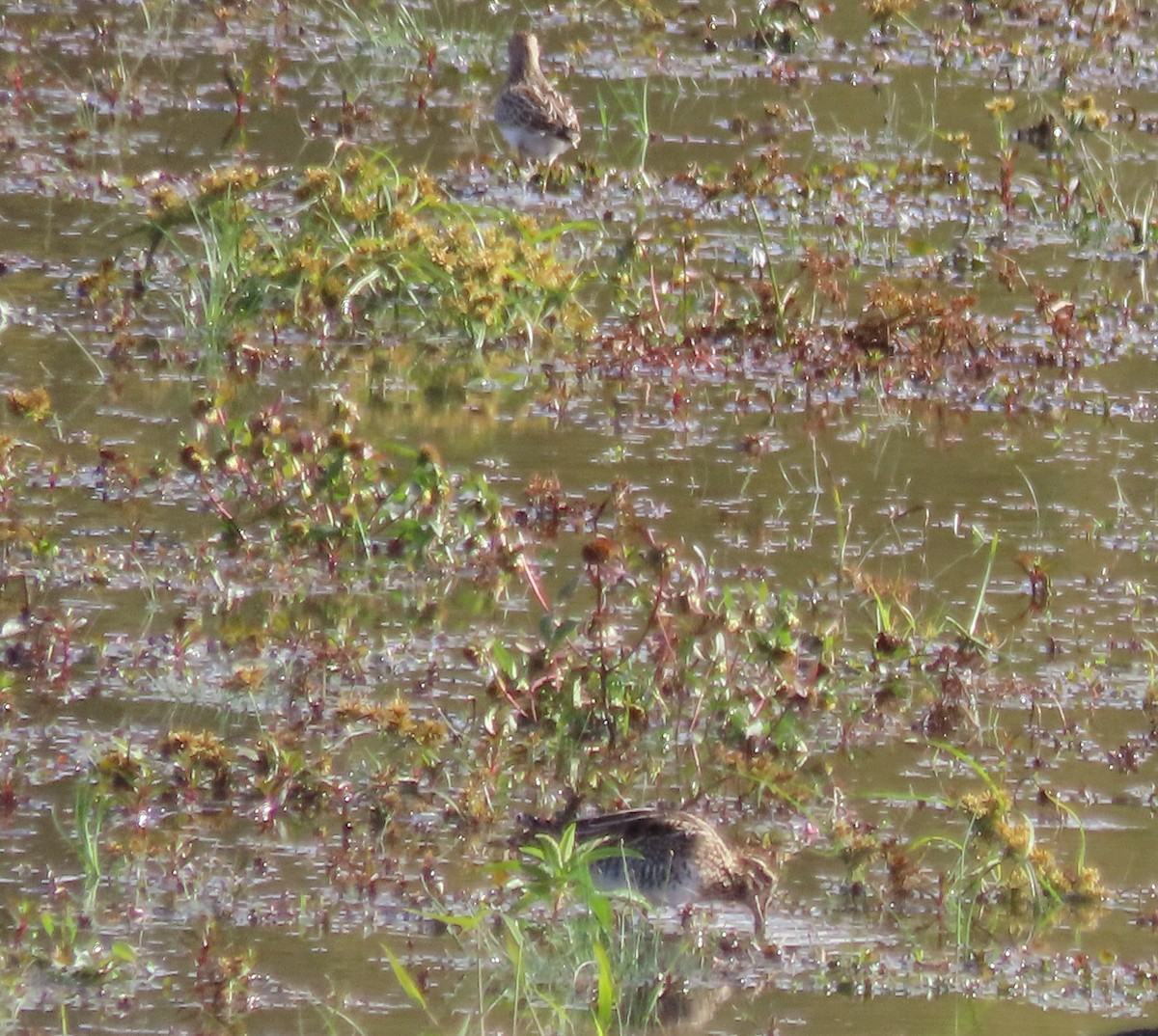 Wilson's Snipe - ML643901299