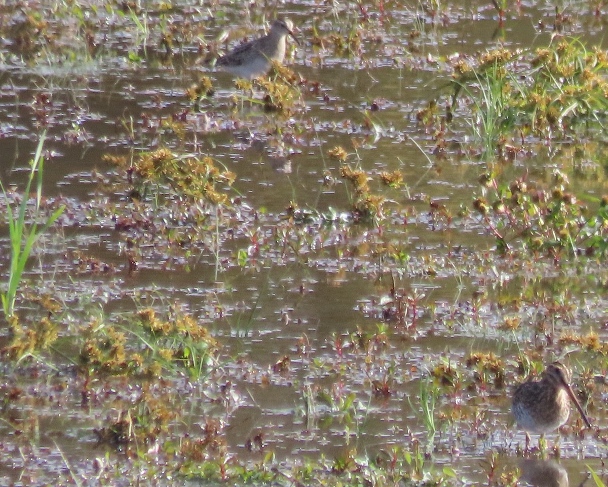 Wilson's Snipe - ML643901300
