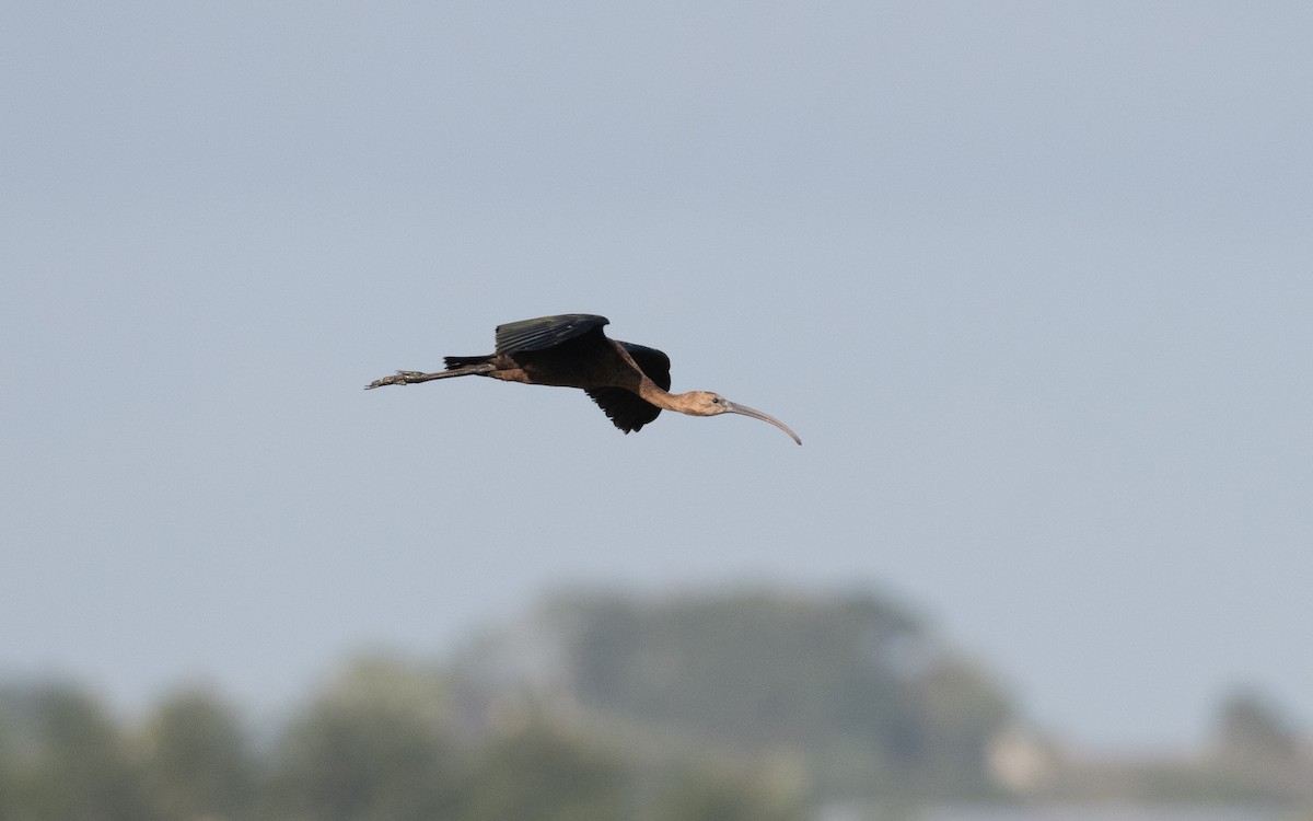 Glossy Ibis - ML643901302