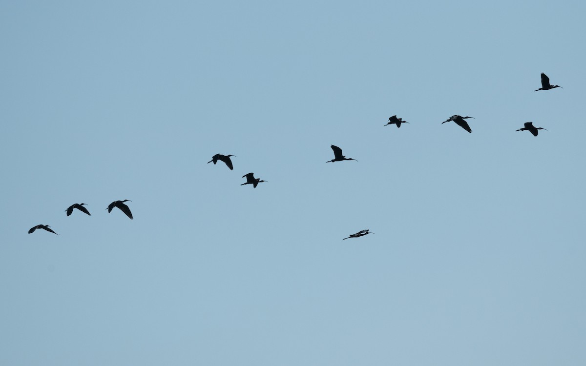 Glossy Ibis - ML643901304