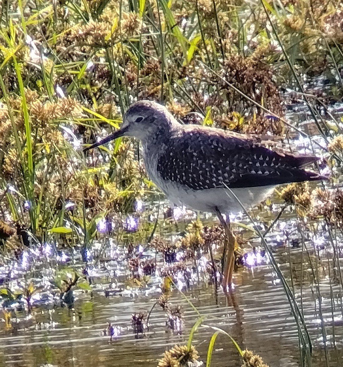 Lesser Yellowlegs - ML643901307