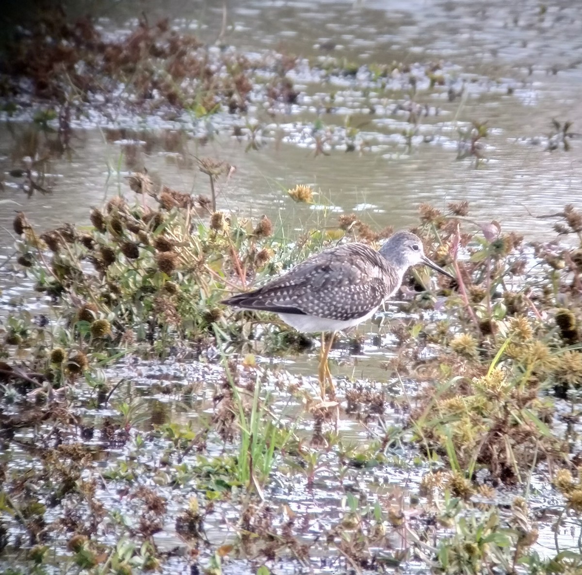 Lesser Yellowlegs - ML643901309