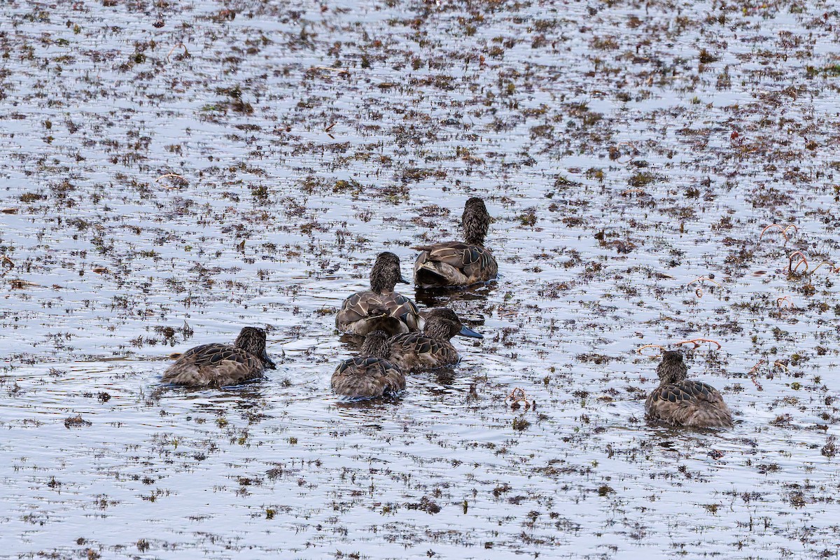 Andean Teal (Andean) - ML643901314