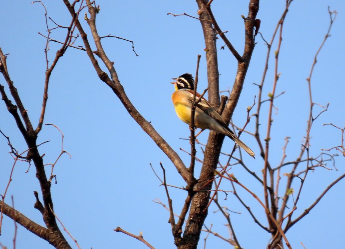 Golden-breasted Bunting - ML643901319