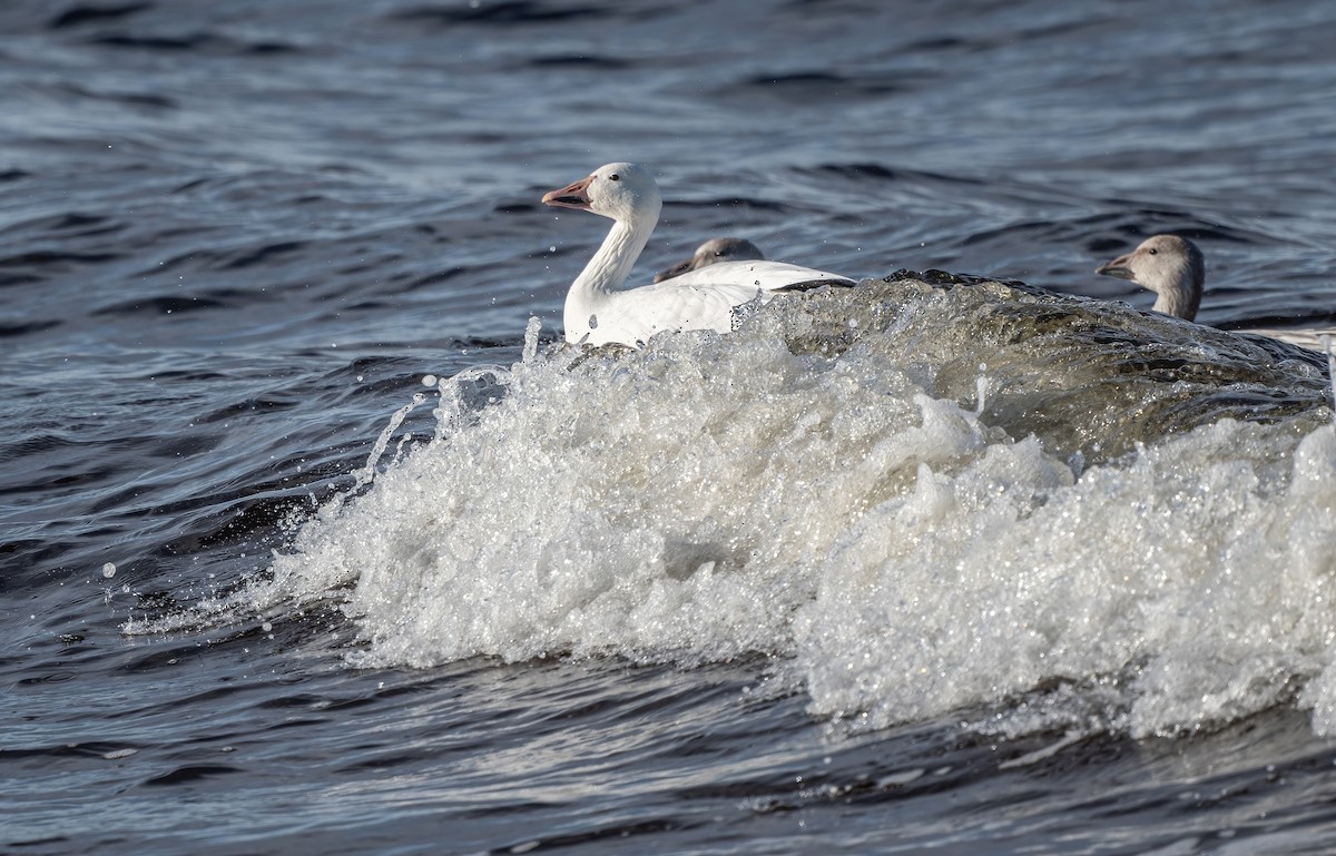 Snow Goose - ML643901331