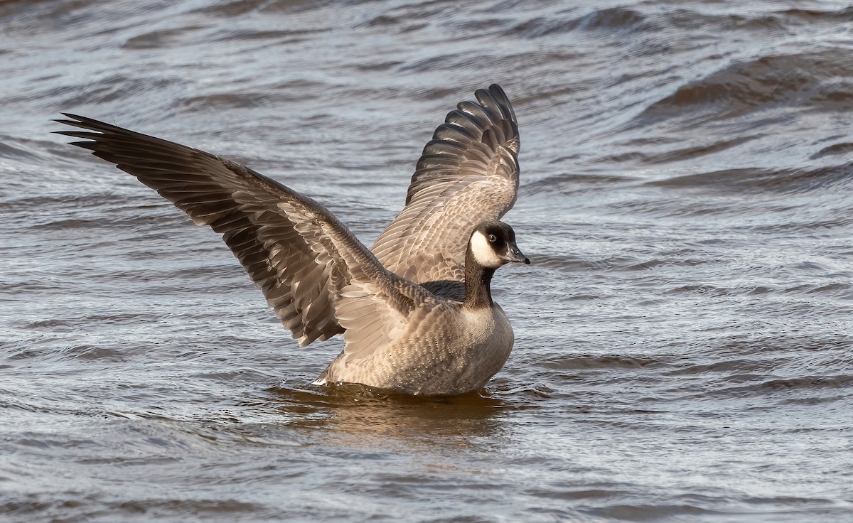 Cackling Goose - ML643901338