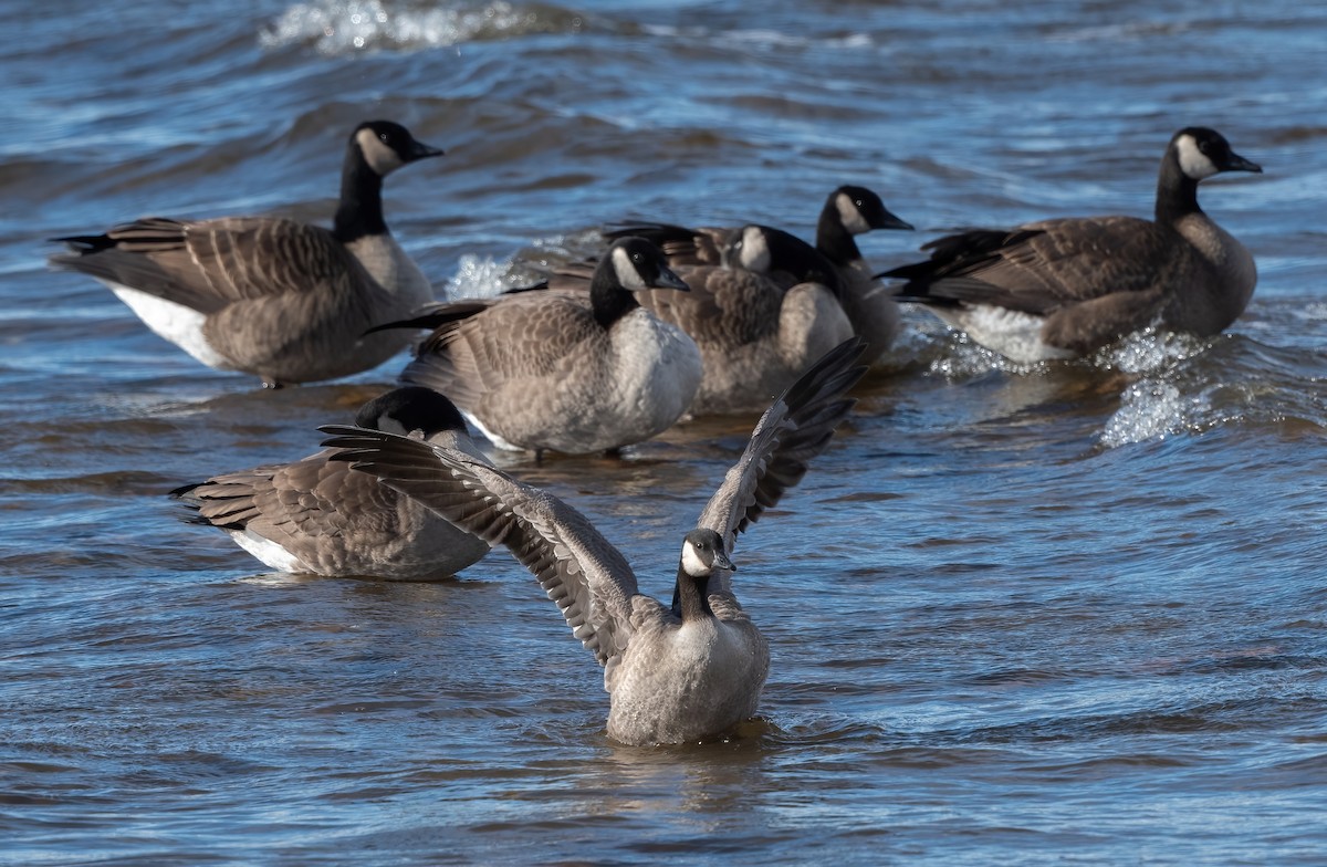 Cackling Goose - ML643901345