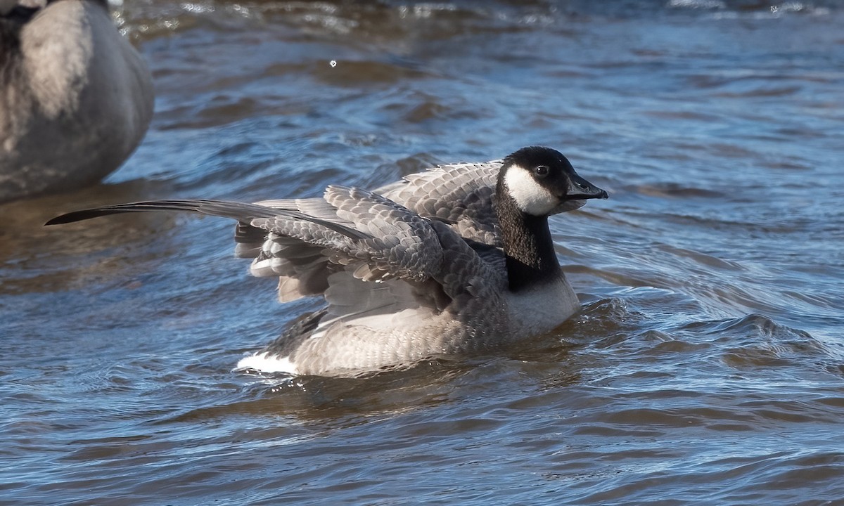 Cackling Goose - ML643901349