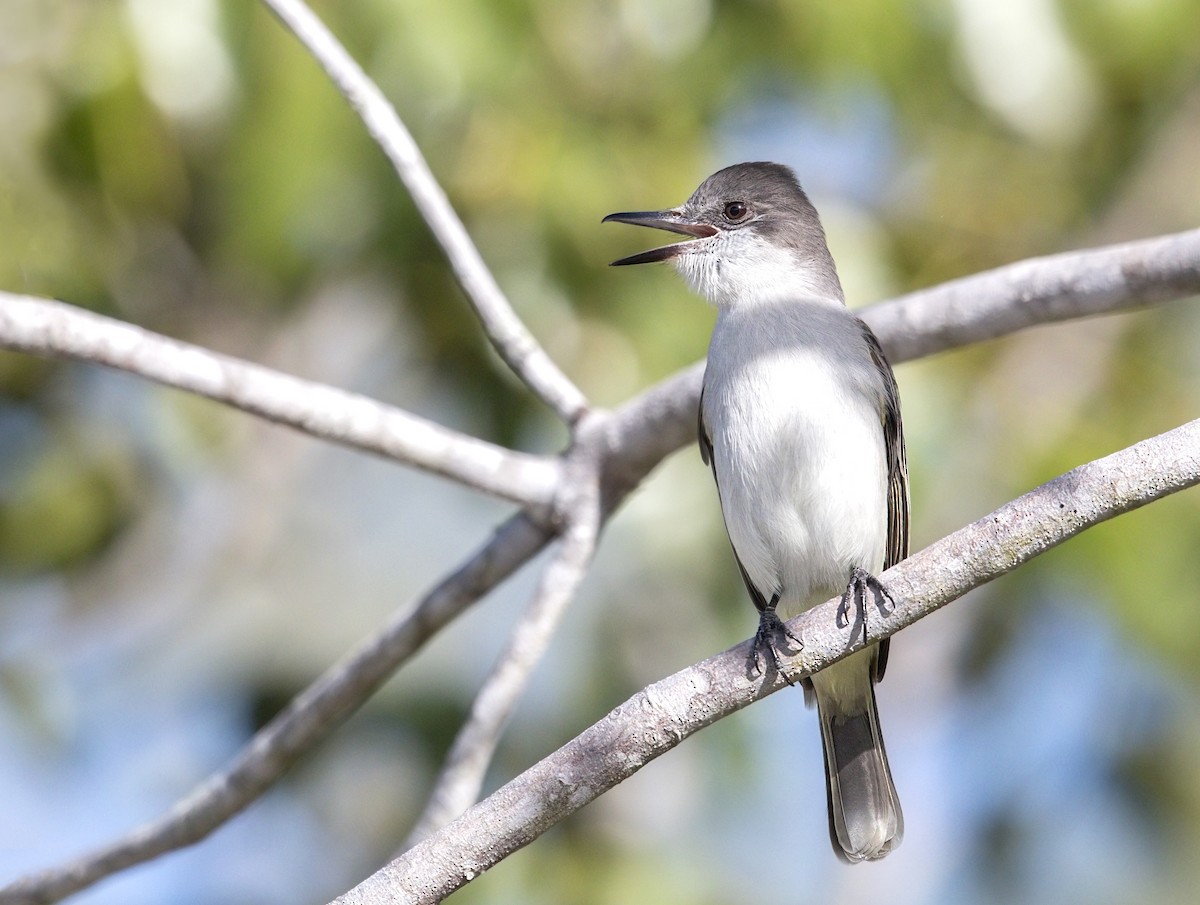 Loggerhead Kingbird - ML643901350