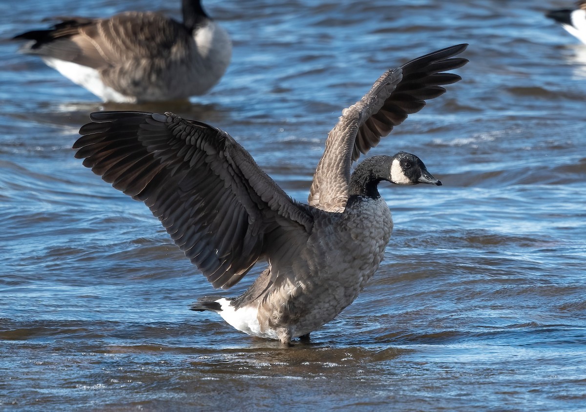 Canada Goose - ML643901352