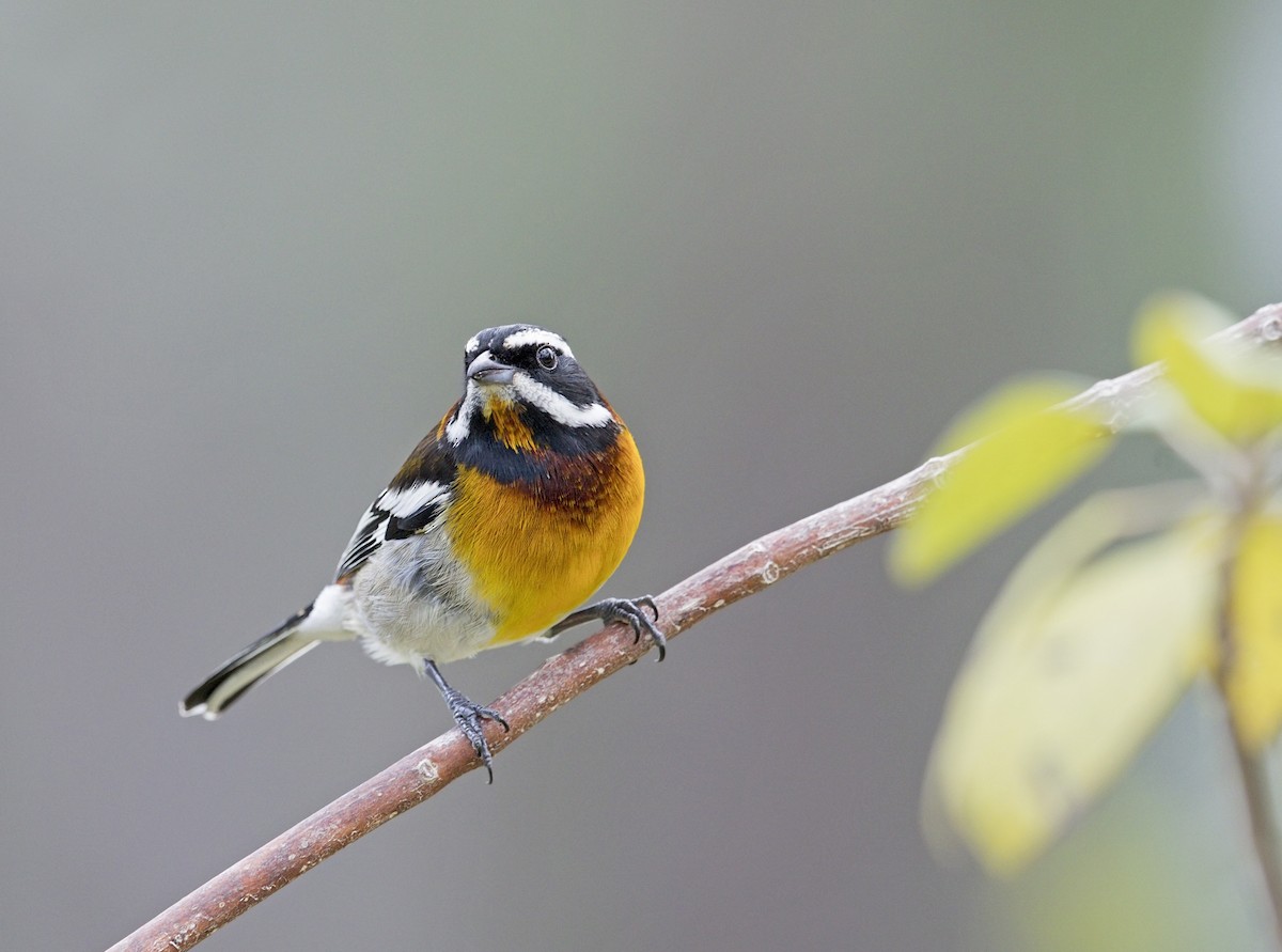 Western Spindalis - ML643901356