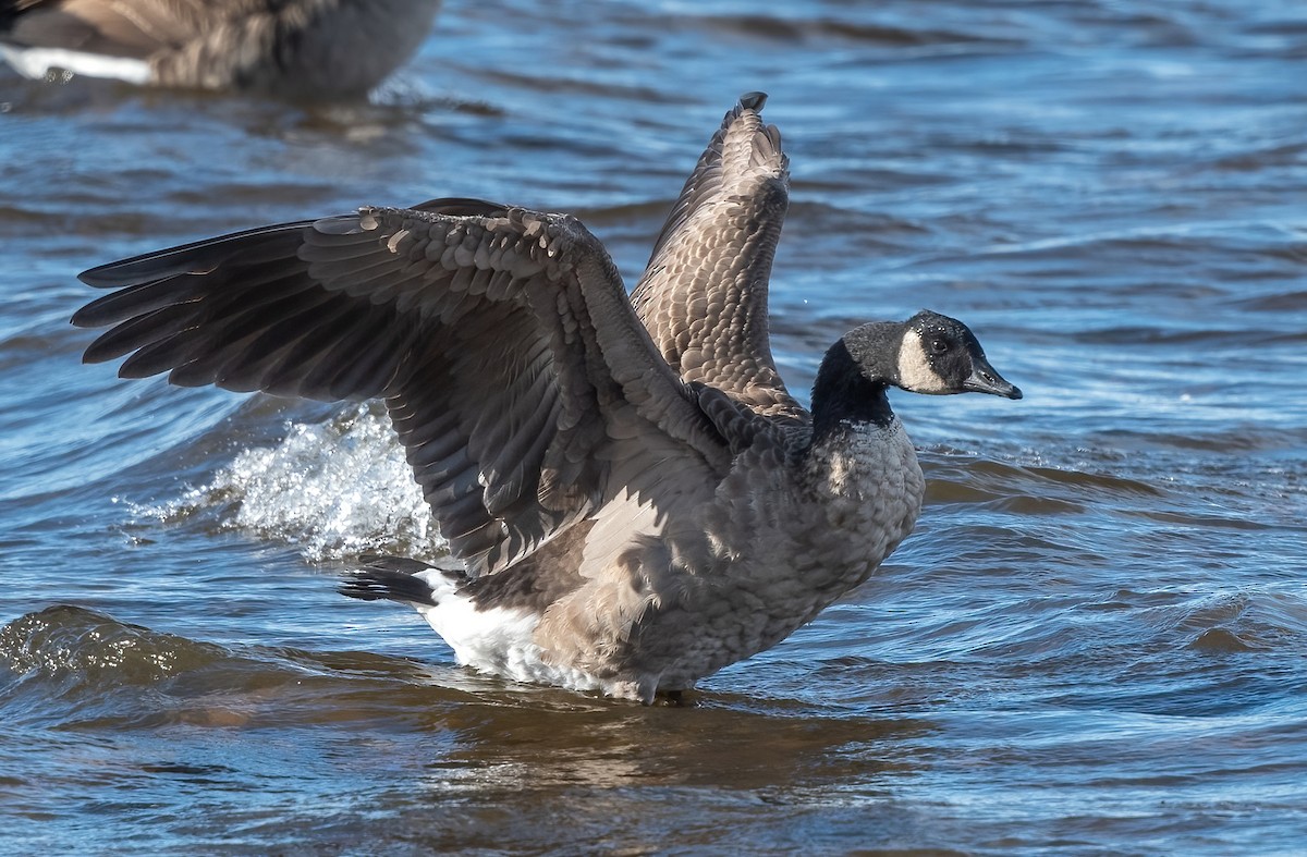 Canada Goose - ML643901357