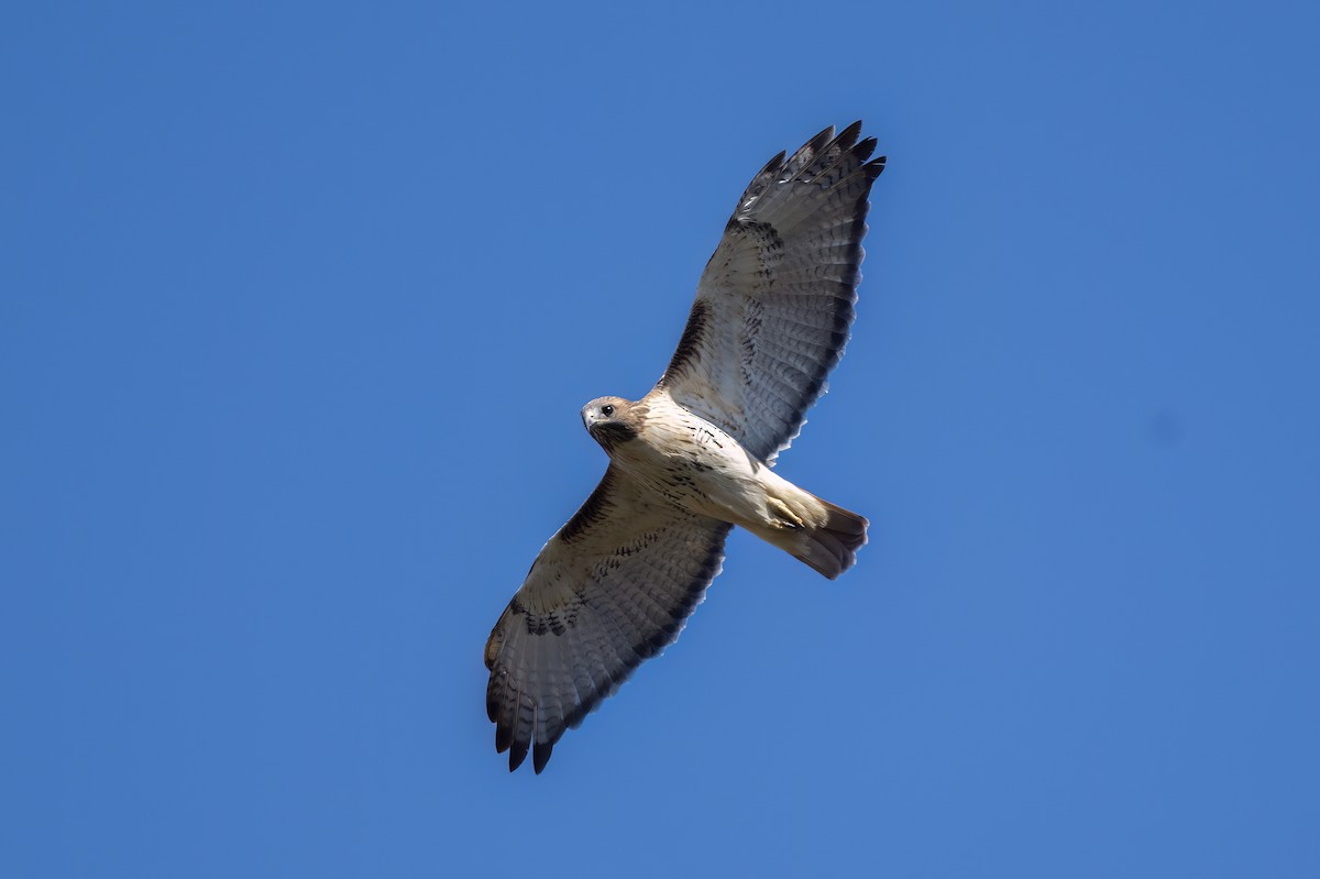 Red-tailed Hawk - ML643901366