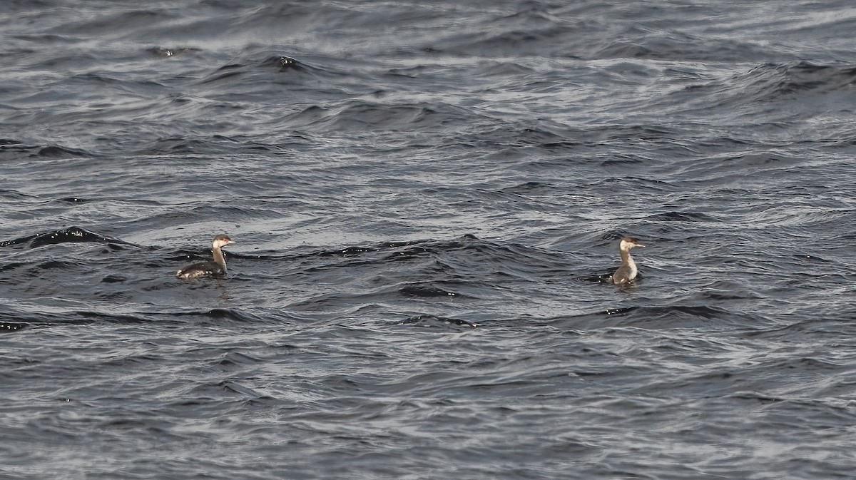 Horned Grebe - ML643901367