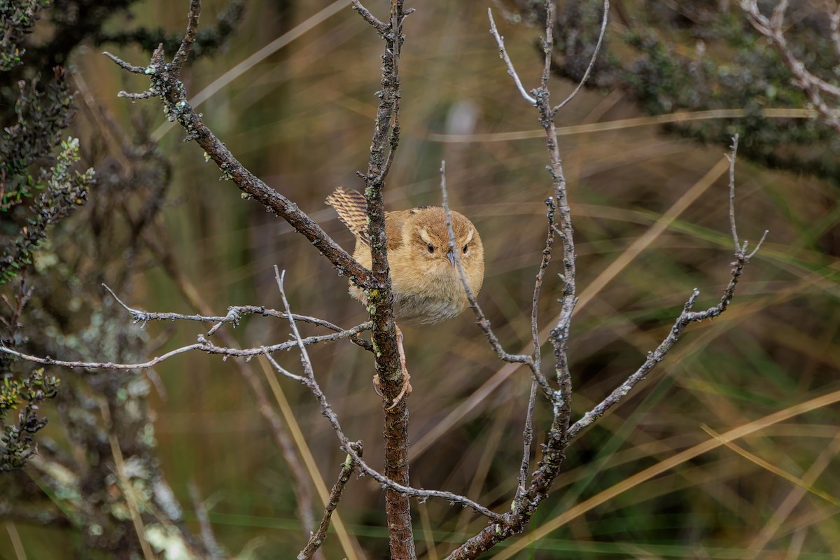 Pampazaunkönig (aequatorialis) - ML643901383